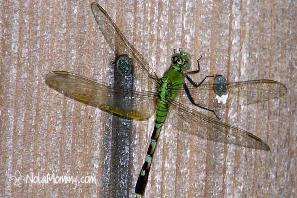 Green Dragonfly