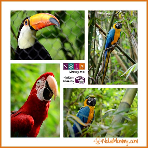 audubon-zoo-birds