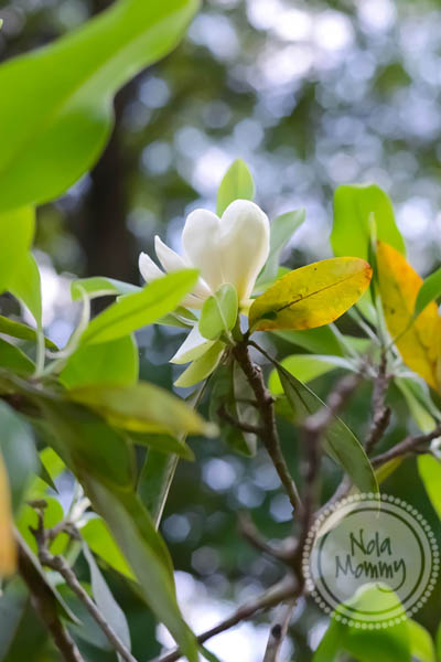 flower-11