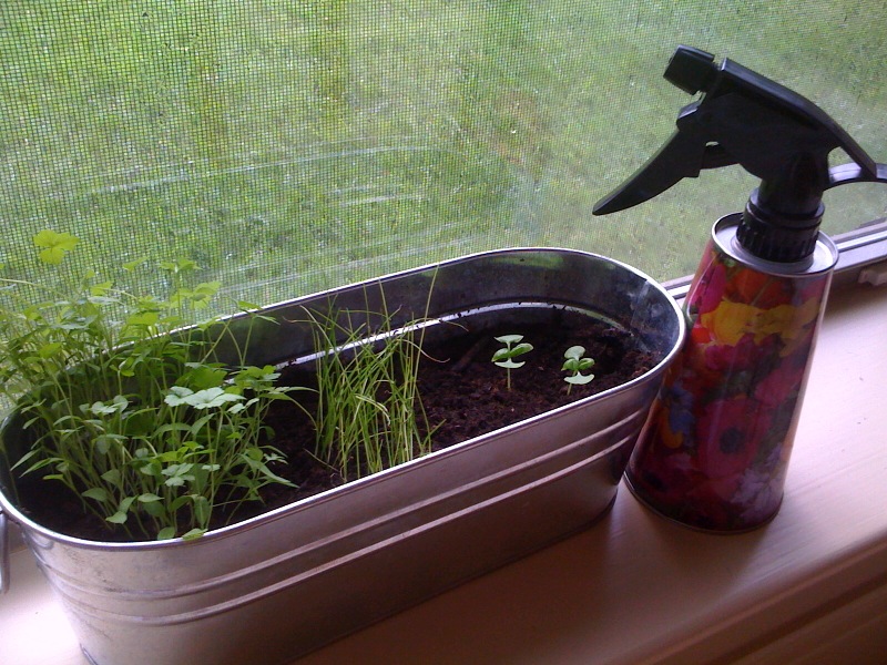 Growing Fresh Herbs