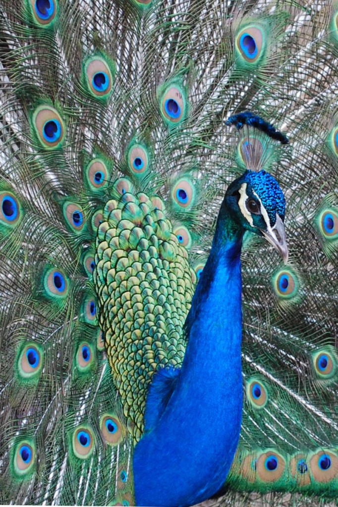 Blue and green Peacock