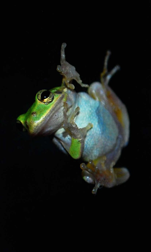 Green Tree Frog