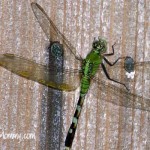 Green Dragonfly